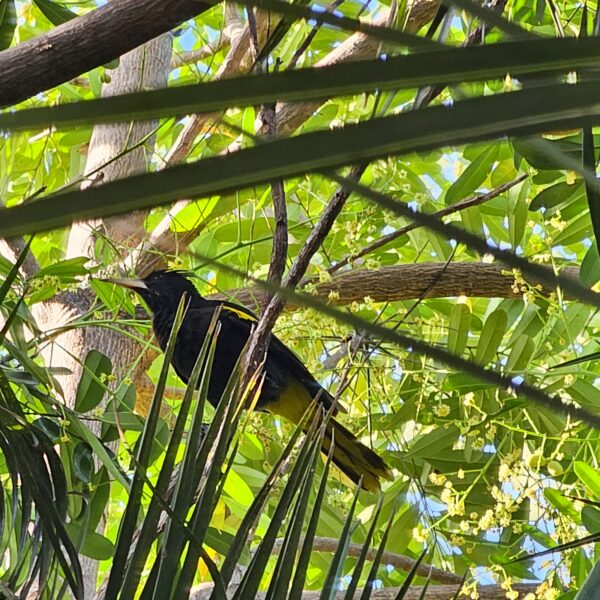 Cacique mexicano, Yellow-winged Cacique, Cassique à ailes jaunes,
Cassiculus melanicterus ?