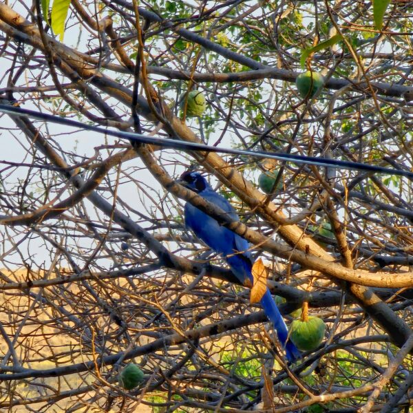 Urraca Cara Negra, black-throated magpie-jay, Geai à face noire,  
Cyanocorax colliei