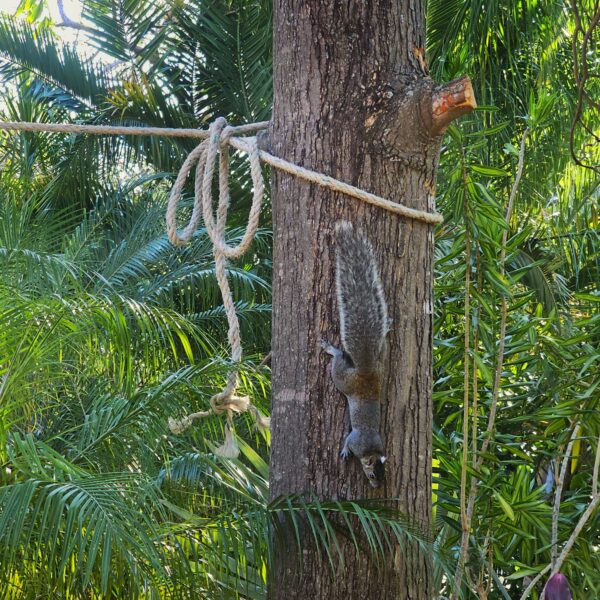 ardilla, squirrel, écureuil