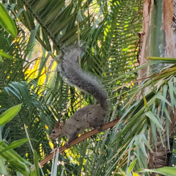 ardilla, squirrel, écureuil