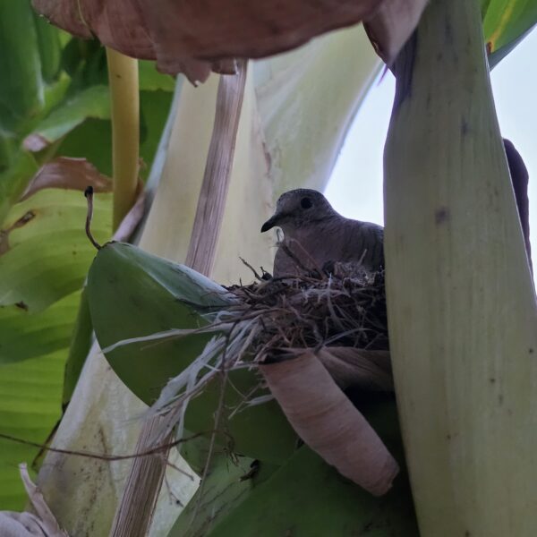 Tortolita mexicana, Inca Dove, colombe inca, 
Columbina inca