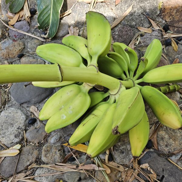 régime de bananes