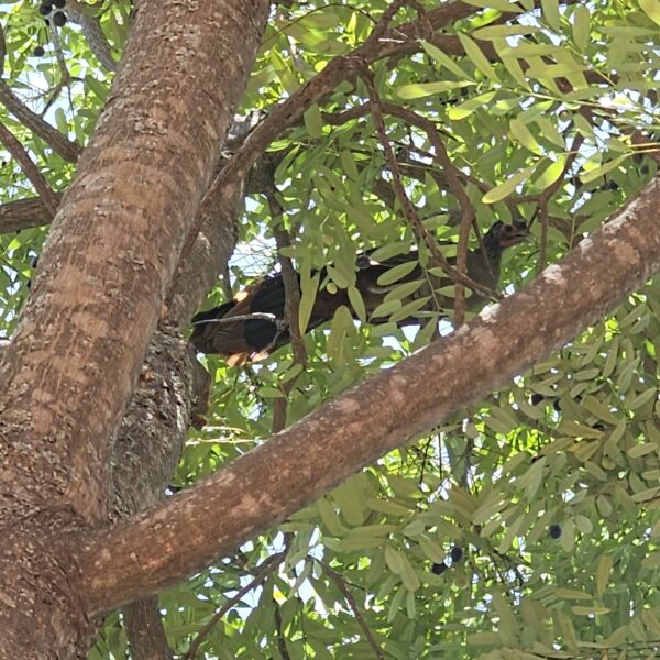 Chachalaca, Ortalide